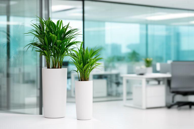 Schlanke Designer-Pflanzgefässe in einem modernen Büro neben Glasflächen und reduzierten Möbeln